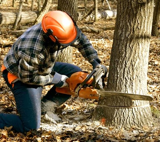 Tree Removal in Hodges, AL